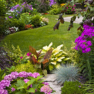 Yard Cleanup